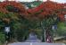 Flamboyants Avenue
